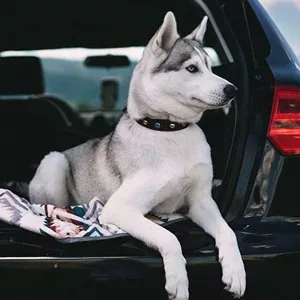 Cómo llevar al perro en el coche: Todo lo que debes saber
